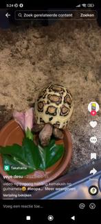 Gezocht panterschildpad, Animaux & Accessoires, Tortue, 0 à 2 ans