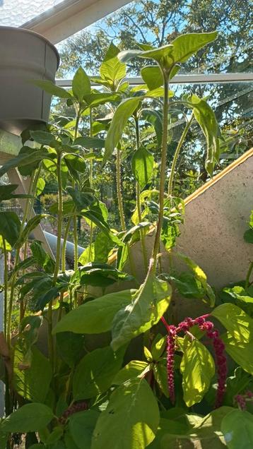 Zonnebloem en vleestomaten  beschikbaar voor biedingen