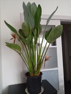 Strelizia regin, Huis en Inrichting, Kamerplanten, Ophalen, 100 tot 150 cm, Overige soorten, Bloeiende kamerplant