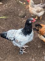 Jonge haan zoekt nieuwe thuis, Dieren en Toebehoren, Mannelijk, Kip