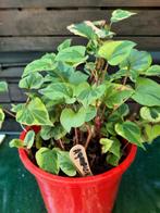 Winterharde plant naam aquiflor, Ophalen, Herfst