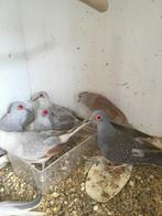 Enkel deze week: 6 DIAMANTDUIFJES VOOR 35 EURO, Dieren en Toebehoren, Meerdere dieren, Overige soorten
