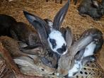 Vlees konijnen, Dieren en Toebehoren, Konijnen