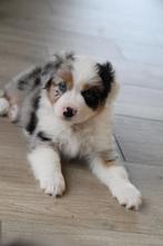Mini American Shepherd - Mini Aussie, Dieren en Toebehoren, België, Particulier, Overige rassen, CDV (hondenziekte)