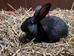 Jonge lotharinger/Vlaamse reus konijnen, Meerdere dieren, Groot, 0 tot 2 jaar