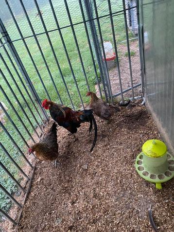 Trio Onagadori beschikbaar voor biedingen