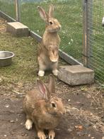 Baby konijnen, Dieren en Toebehoren, Konijnen, Meerdere dieren, Middelgroot, 0 tot 2 jaar