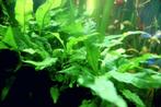 Javavaren aquariumplant, Dieren en Toebehoren, Vissen | Aquaria en Toebehoren, Ophalen, Nieuw, Plant(en), Steen of Hout