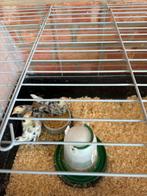Chabo kuikens, Dieren en Toebehoren, Pluimvee, Meerdere dieren, Kip