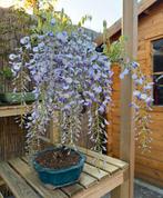Glycine-bonsai - Wisteria, Tuin en Terras, Planten | Bomen, Overige soorten, Lente, Minder dan 100 cm, Ophalen