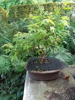 Bonsai Acer, Tuin en Terras, Planten | Bomen, Ophalen