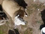 Jonge franse texel, Dieren en Toebehoren