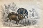 antieke gravures wilde zwijnen (3), Ophalen of Verzenden