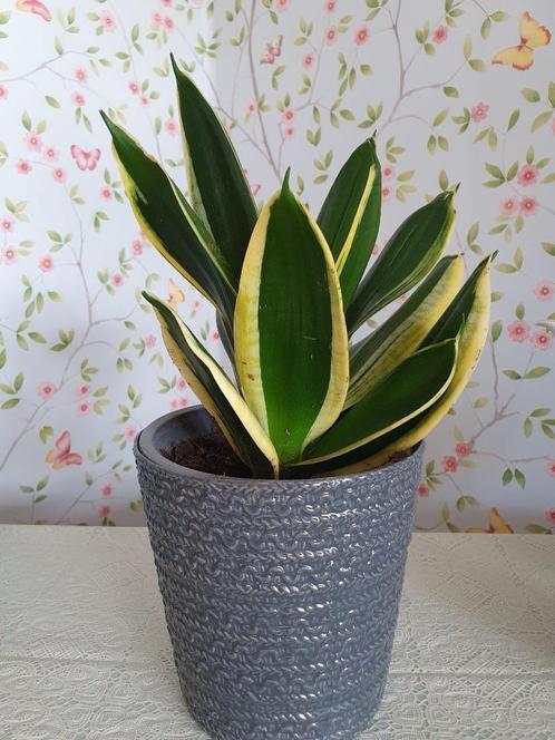 Plante d'intérieur tendance Sansevieria trifasciata avec pot, Maison & Meubles, Plantes d'intérieur, Ombre partielle, En pot, Enlèvement