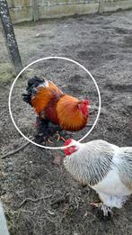 Gouden Brahmahaan, Dieren en Toebehoren, Pluimvee