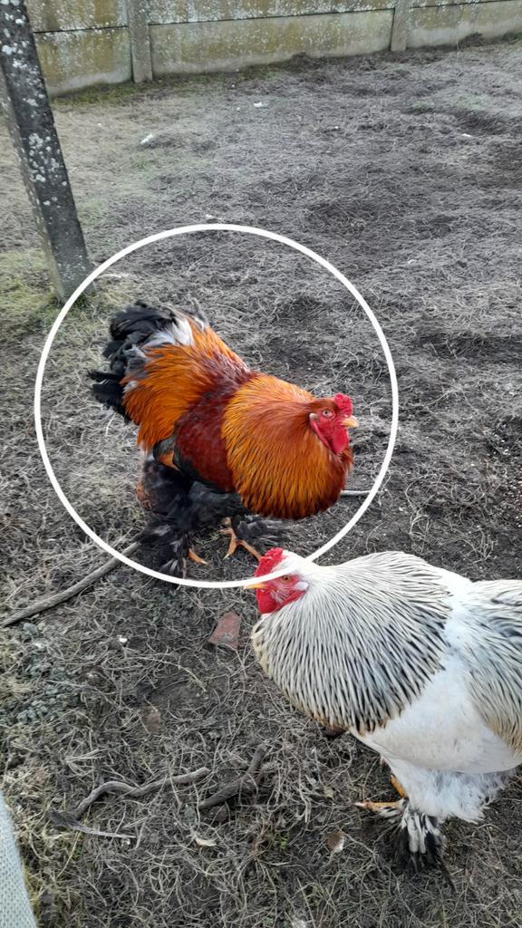 Gouden Brahmahaan, Dieren en Toebehoren, Pluimvee