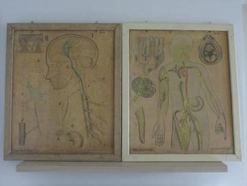 Dypdahl's Zoölogische wandplaten (didactische lithografieën) beschikbaar voor biedingen
