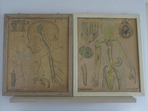 Dypdahl's Zoölogische wandplaten (didactische lithografieën), Antiek en Kunst, Curiosa en Brocante, Ophalen