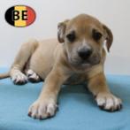 Machtige Boerboel pups geboren in België, Dieren en Toebehoren, Honden | Bulldogs, Pinschers en Molossers, België, CDV (hondenziekte)