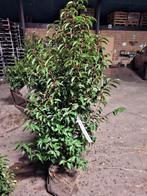 ‼️Portugese laurier slechts 2 planten per meter nodig ‼️, Ophalen, Laurier