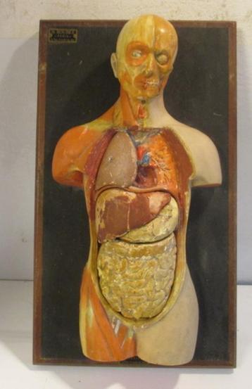 antieke 19eeuwse ecorche anatomisch model Boubée Paris