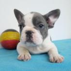 Franse Bulldog pups te koop (belgisch), CDV (hondenziekte), Meerdere, 8 tot 15 weken, België