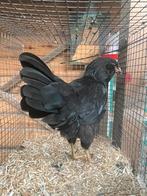 Prachtige kleurlegger hen!, Dieren en Toebehoren, Pluimvee, Vrouwelijk, Kip