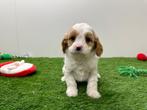 Nestje Cavapoo pups, België, Overige rassen, CDV (hondenziekte), 8 tot 15 weken