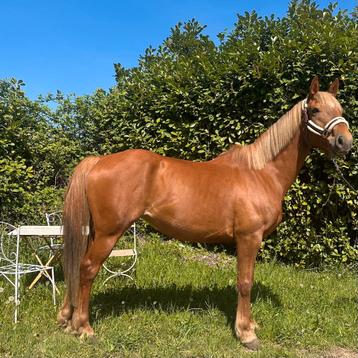 Knappe klinisch goedgekeurde merrie van 5 jaar en 1,60 ong beschikbaar voor biedingen