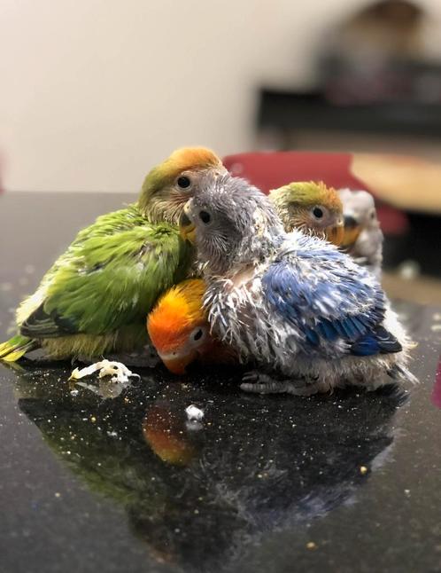 Baby handtamme agaporniden / dwergpapegaaien, Dieren en Toebehoren, Vogels | Parkieten en Papegaaien, Dwergpapegaai of Agapornis