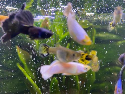 les jeunes bébés guppys viennent de beaux parents, Animaux & Accessoires, Poissons | Poissons d'aquarium, Poisson d'eau douce