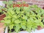 Paprika pepers zoet of pikant 1 stuks 1€, Jardin & Terrasse, Plantes | Jardin, Enlèvement ou Envoi