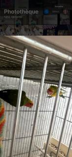 Inséparable, Dieren en Toebehoren, Vogels | Parkieten en Papegaaien