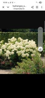 prachtige Annabel hortensia, Tuin en Terras, Planten | Tuinplanten, Ophalen