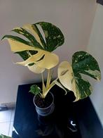 Monstera white snow, Huis en Inrichting, Ophalen of Verzenden