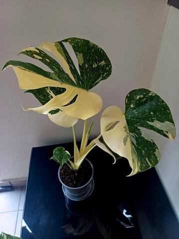 Monstera white snow beschikbaar voor biedingen