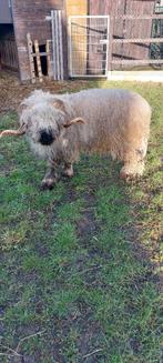Walliser schwarznase ram, Dieren en Toebehoren