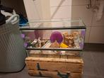 Hamster terrarium, Dieren en Toebehoren, Ophalen, Zo goed als nieuw, Hamster