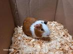 Cavia, Dieren en Toebehoren, Cavia