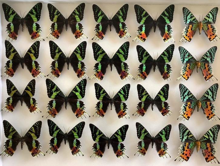Exotische vlinders uit Madagaskar, Verzamelen, Dierenverzamelingen, Ophalen of Verzenden