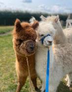 Mooie en lieve alpaca's, September, Meerdere dieren
