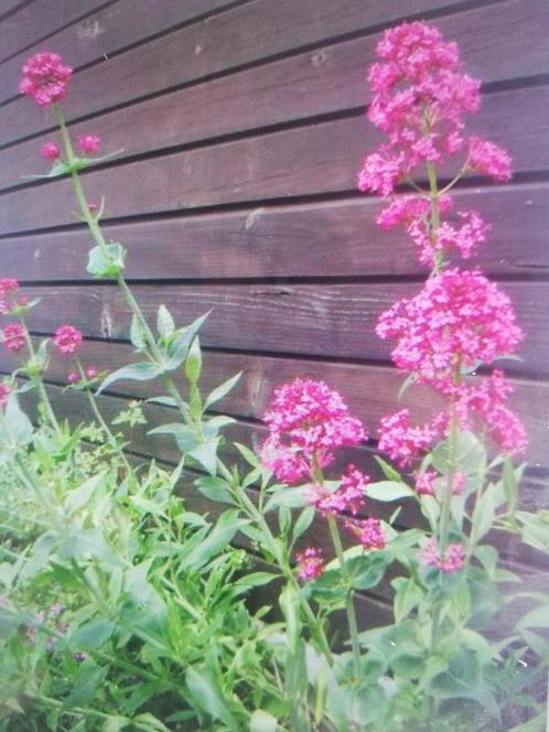 Recherche Valériane rouge à échanger..., Tuin en Terras, Planten | Tuinplanten, Ophalen