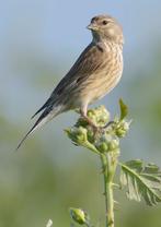 Gezocht kneuter pop, Dieren en Toebehoren, Vogels | Kanaries, Vrouwelijk, Zangkanarie