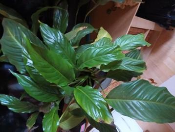 Vredeslelie 10 jaar oud, pot van 25cm doorsnede  beschikbaar voor biedingen