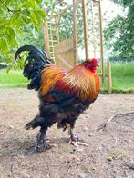 Brahma meerzomig patrijs, Dieren en Toebehoren, Pluimvee, Mannelijk, Kip