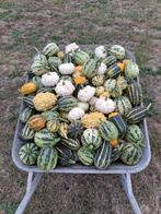 Sierfruit, Tuin en Terras, Planten | Tuinplanten, Ophalen