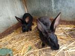Zwarte echt Belgische haaskonijnen, Dieren en Toebehoren, Konijnen, Meerdere dieren, Middelgroot