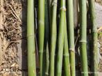 Bamboeplanten stengels tot 5 cm diameter, Tuin en Terras, Planten | Tuinplanten, Vaste plant, Overige soorten, Ophalen