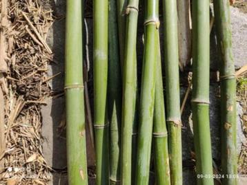 Bamboeplanten stengels tot 5 cm diameter
