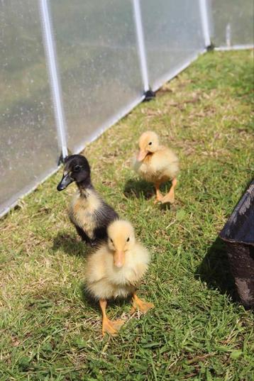 Jonge eendjes, Canard